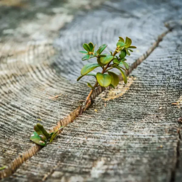 Como poner tu vida y tus problemas en perspectiva rapidamente